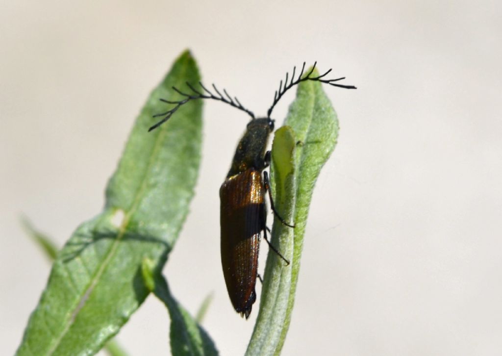 Ctenicera virens, maschio